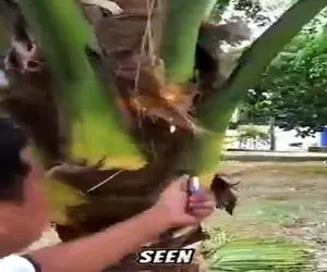 کشاورزی نوین؛ برای استرلیزه ی درخت نارگیل آتیشش زدن کباب شد ولی آی میوه دادا