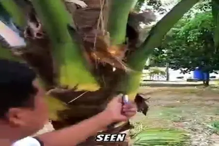 کشاورزی نوین؛ برای استرلیزه ی درخت نارگیل آتیشش زدن کباب شد ولی آی میوه دادا