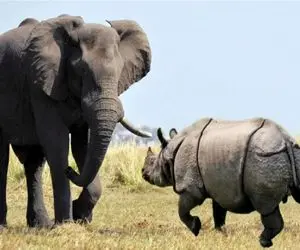 جذابیت حیات وحش؛ کرگدن فکر می کنه می تونه جلو همه لاتی دربیاره شاخش میشکنه