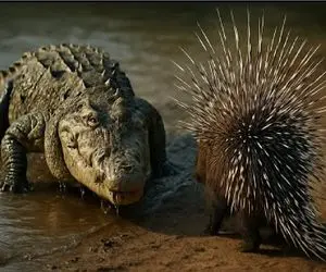 جذابیت حیات وحش / هر جانداری هوس بلع جوجه تیغی کرد از بزرگ و کوچک شرحه شد