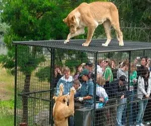 مستند کاوش؛ باغ وحشی که به جای حیوانات آدما به عنوان طعمه های دست نیافتنی در قفس هستن