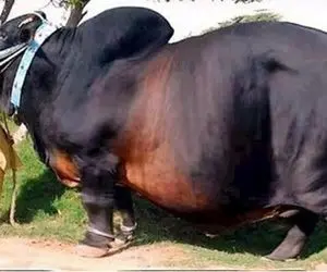 حیوانات غول پیکر؛ مزرعه پرورش گاو در اندوزی که گوساله رو تبدیل به گاو کوه پیکر میکنن