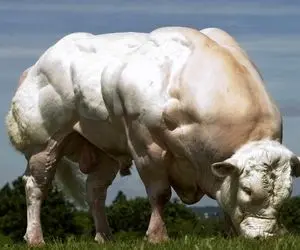 جذابیت حیات وحش / گاو آبی بلژیکی جهش یافتس با 1500 کیلو عضله که کریس به عمرش ندیده