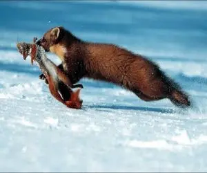 شاهکار حیات وحش؛ کوئوکا بعد شبگردی یه موش کور پیدا کرد برد تو لونه نفله ش کنه