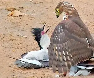 جذابیت حیات وحش؛ عقاب شریر برای نشون دادن ریاستش شاهین زیر گرفت خفه کرد بلعید