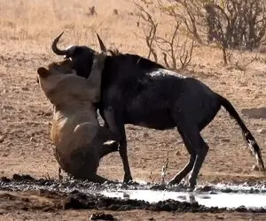 مستند حیات وحش؛ گوزن یالدار داشت خورده میشد که یهو غیرتی پاشد