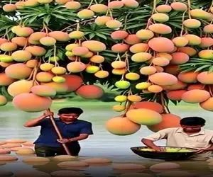 کشاورزی نوین؛ درخت کاشتن انقد بارش سنگین و زیاده که میوه ها میفتن تو آب شناور میمونن