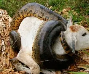 حیوانات غول پیکر؛ آناکوندا غول گاو 250 تنی رو دزدید بعد خفه کردن بلعید