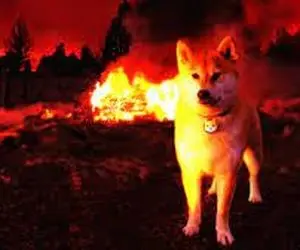 شیبااینو شروع به آتش بازی کرد؟