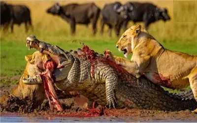 نبرد حیات وحش/شیرها از دم تمساح گرفتن تا گیجش کنند برای شکار/تمساح لنگ در هوا مونده