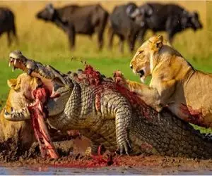 نبرد حیات وحش/شیرها از دم تمساح گرفتن تا گیجش کنند برای شکار/تمساح لنگ در هوا مونده