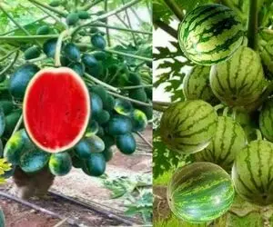 کشاورزی خلاقانه؛ چجوری هندوانه رو تکثیر کنیم؟ روششو ببینی مغزت رگ به رگ میشه
