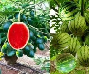 کشاورزی خلاقانه؛ چجوری هندوانه رو تکثیر کنیم؟ روششو ببینی مغزت رگ به رگ میشه