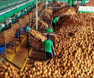 کشاورزی بدیع؛ چگونه کشاورزان اندونزی سالانه 18 میلیون تن نارگیل تولید می کنند