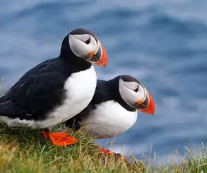 پرندگان دریایی زیبا با منقار های رنگارنگ