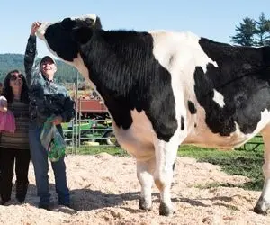 حیوانات غول جثه؛ بلند قد ترین گاو دنیا که قدش اندازه یک بسکتبالیست هستش