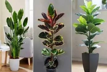 گیاهانی آپارتمانی که دارای انرژی مثبت هستن؛ توصیه شده در فنگ شویی، آورنده ثروت و شانس