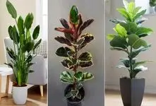 گیاهانی آپارتمانی که دارای انرژی مثبت هستن؛ توصیه شده در فنگ شویی، آورنده ثروت و شانس