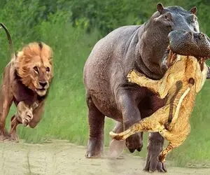 صحنه دهشتناک؛ شیر ددمنش به گله اسب آبی حمله کرد اونا سر شو از جا کند فرار کرد