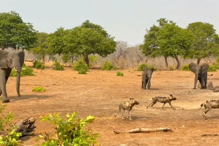 حمله دوان دوان فیل عصبانی به ۲۱ سگ وحشی 