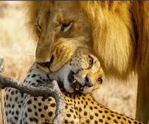 مستند حیات وحش؛ فتنه گری شیرها برای جدا کردن سر پلنگ