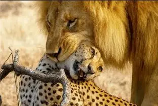 مستند حیات وحش؛ فتنه گری شیرها برای جدا کردن سر پلنگ