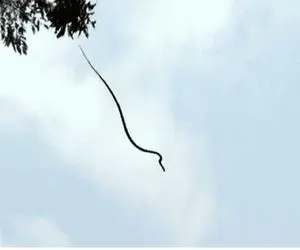 از بدایع حیات وحش؛ این مار لاغر مردنی بی دست و پا واسه شکار پرواز کرد