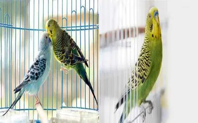 رازهای نگهداری اصولی از پرندگان خانگی/ تکنیک های آموزش پرندگان سخنگو در خانه