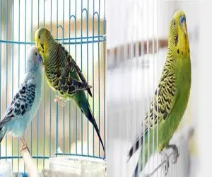 رازهای نگهداری اصولی از پرندگان خانگی/ تکنیک های آموزش پرندگان سخنگو در خانه