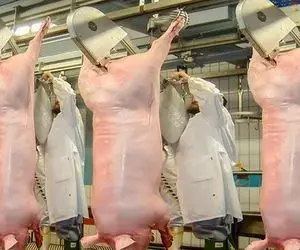 فرآوری خوک؛ خوک صورتی لزج رو لنگ در هوا برش میزنن و ساطوری میکنن واسه استیک