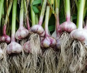 کشاورزی نوین؛ جای باغچه تو مشما سیر کاشته آویزون کرده محشر شده