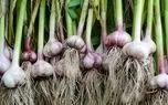 کشاورزی نوین؛ جای باغچه تو مشما سیر کاشته آویزون کرده محشر شده