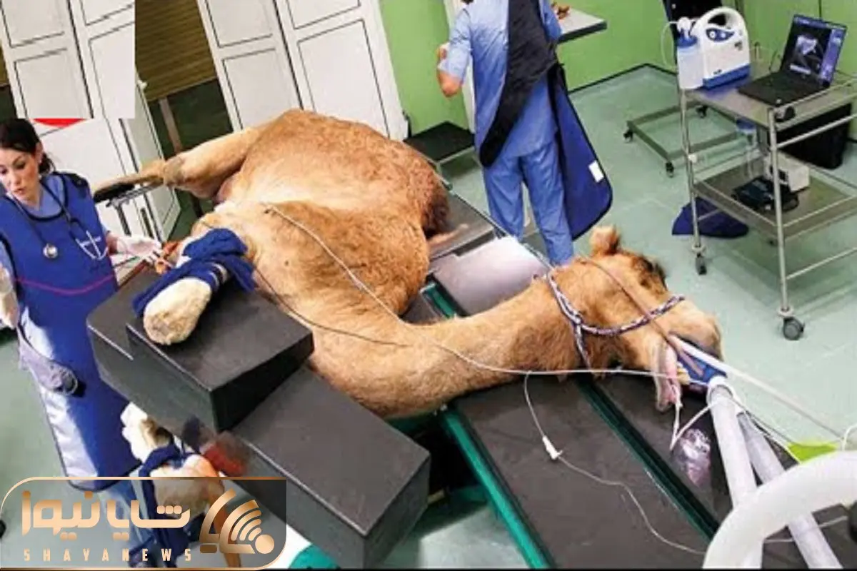 فرآوری شتر؛ شیر شتر و دست بسته میدوشه زنده پوستشو با چاقو جدا و ساطوریش میکنه