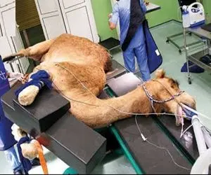 فرآوری شتر؛ شیر شتر و دست بسته میدوشه زنده پوستشو با چاقو جدا و ساطوریش میکنه