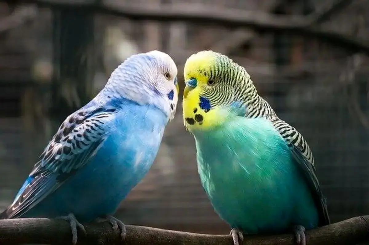 مرغ عشق1