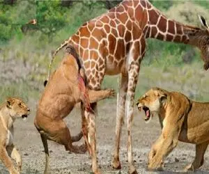 مستند حیات وحش؛ زرافه دراز ناز با میدل کیکاش داغش رو گذاشت به دل شیر