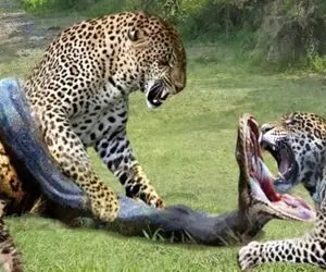 مستند حیات وحش؛ پیتون خود بزرگ بین حلقه مرگ انداخت دور جگوار طرحدار ببلعه