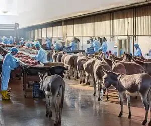فرآوری خر؛ خر دورریز نداره بعد 20سال بهره کشی تو سلاخخونه ازش کله پاچه گرفتن 