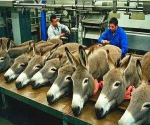 فرآوری خر؛ خر یاغی رو با زور میبرن کارخونه برای بهره برداری از اعضاش