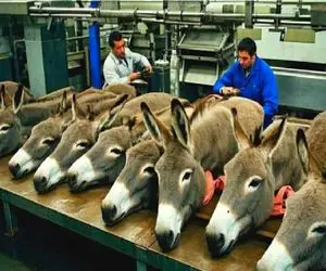 فرآوری خر؛ خر یاغی رو با زور میبرن کارخونه برای بهره برداری از اعضاش