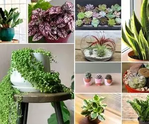 گیاهان آپارتمانی گران قیمت / میگما خیلیامون حداقل یکی از اینا رو داریم یعنی پولداریم؟