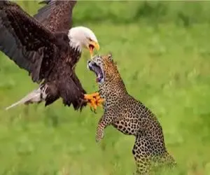 مستند بقا؛ عقاب با کمک جاذبه پلنگ به چخ داد