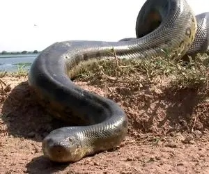 حیوانات غول جثه؛ مارهای بزرگ و هیولا که کلفتی و قطر شون اندازه برج میلاد تهرانه