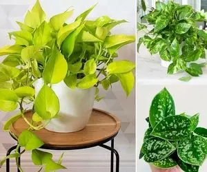 دلیل ایجاد چین و چروک روی برگ های پتوس چیه و چگونه رفع میشه؟ 