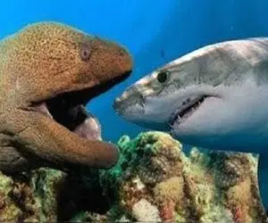 وحوش اقیانوس؛ مارماهی با آرواره‌های غولش کوسه رو بلعید اونم شکمشو از تو پاره کرد