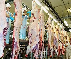فرآوری خوک؛ سلاخی بی درد خوک لجن برای بهره از گوشت با تکنولوژی مدرن