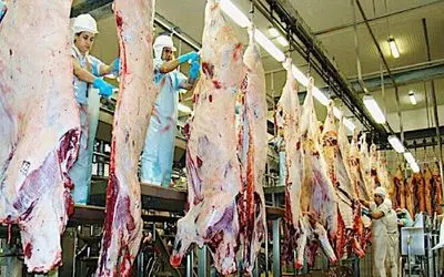 فرآوری خوک؛ سلاخی بی درد خوک لجن برای بهره از گوشت با تکنولوژی مدرن