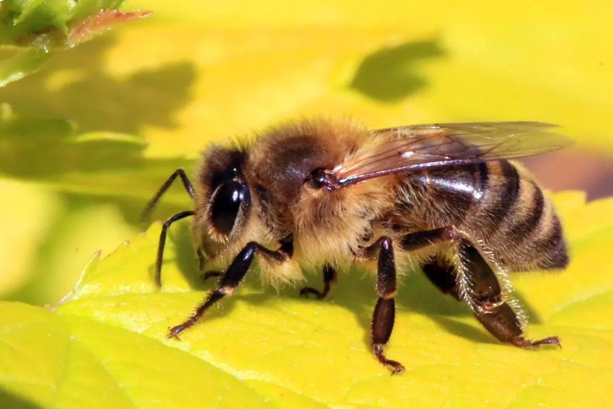 dc2ecd5c-b466-4044-a8c6-a54b1a0b9d44-jun5-honeybee