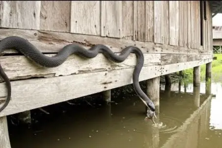 مستند حیات وحش؛ مامبای سیاه موش بلعید آفت شالیزار حل شد