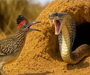 مستند حیات وحش / هرکه به پای رودرانر پیچید نسخه اش پیچیده شد